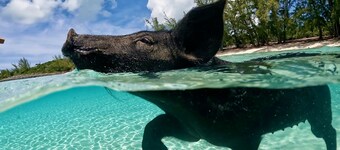 美しい白い砂浜からの静かな行き止まり通り400にある居心地の良いコーブコテージ