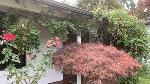 A house with a porch, climbing plants, and a small tree with pink foliage. - South Hills Rose house (Eugene)