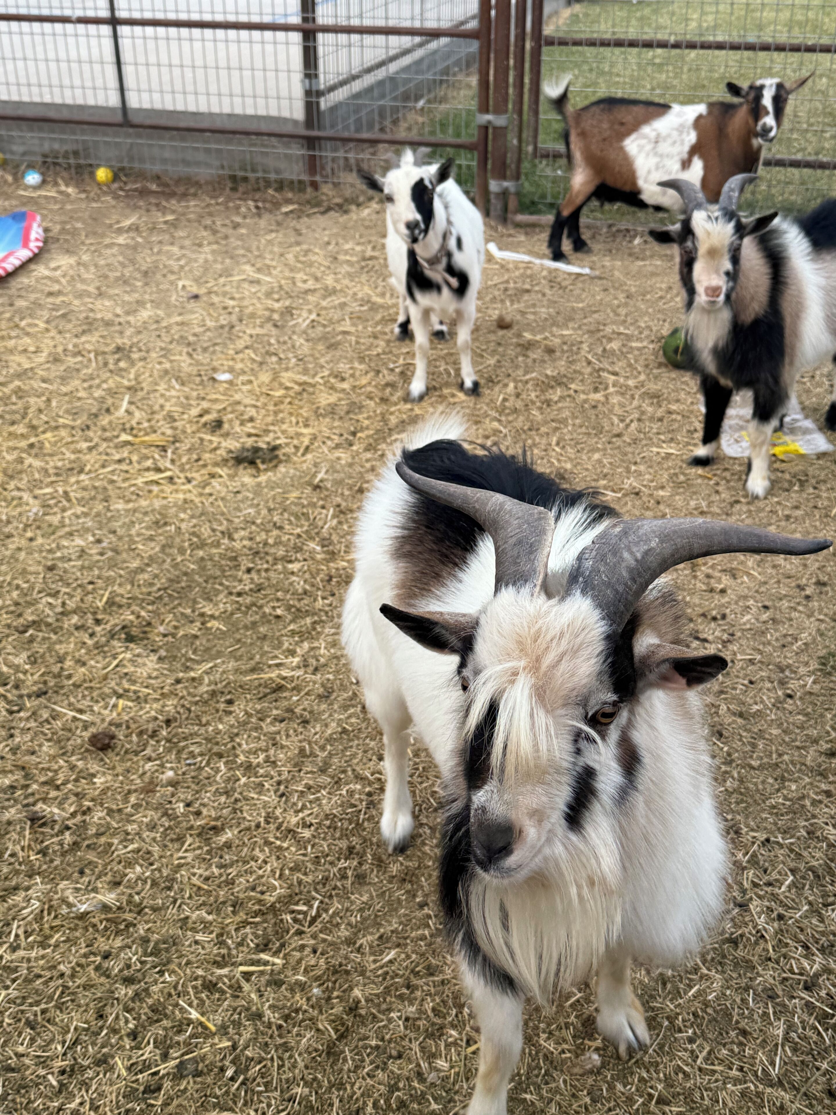 A goat enclosure with hay on the ground and a metal fence.