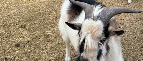 A goat enclosure with hay on the ground and a metal fence.