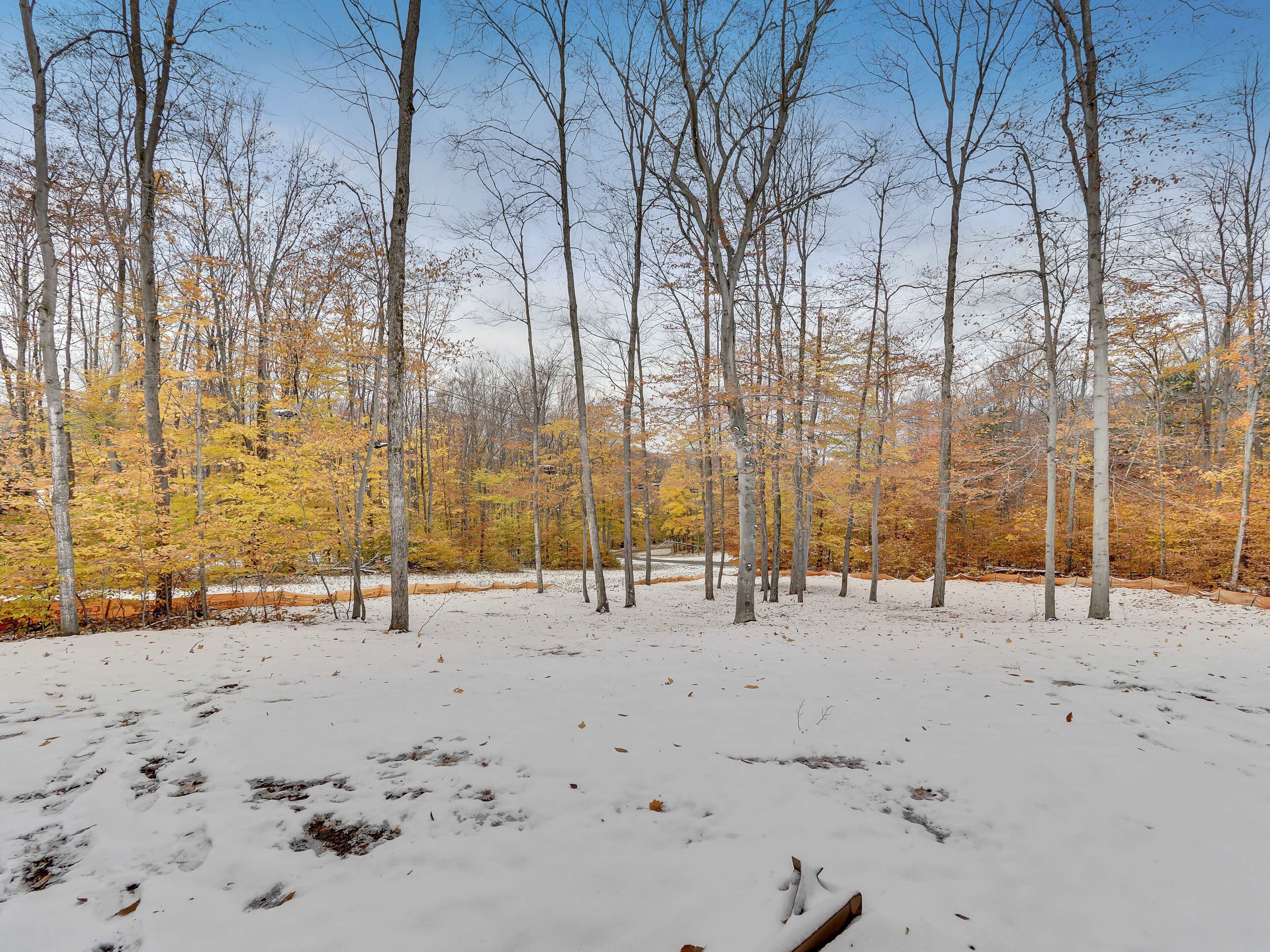 A snowy forest with bare trees and a clear sky.