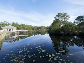A tranquil lake with lily pads, surrounded by trees and a building with a white roof.