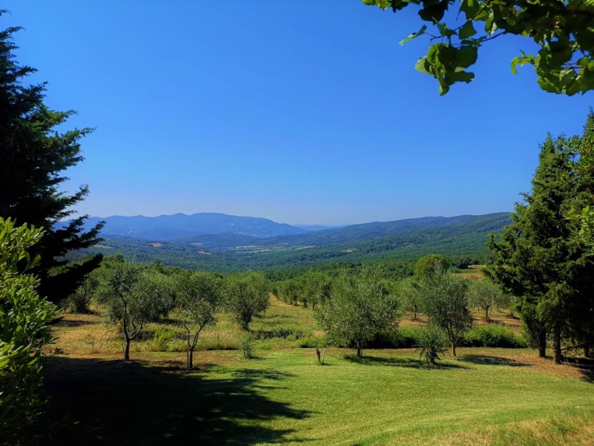 A panoramic view of a lush green landscape with trees and distant mountains under a clear blue sky.