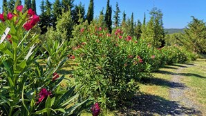 Ein Garten mit verschiedenen Pflanzen und Blumen, einem Kiesweg und hohen Bäumen im Hintergrund.