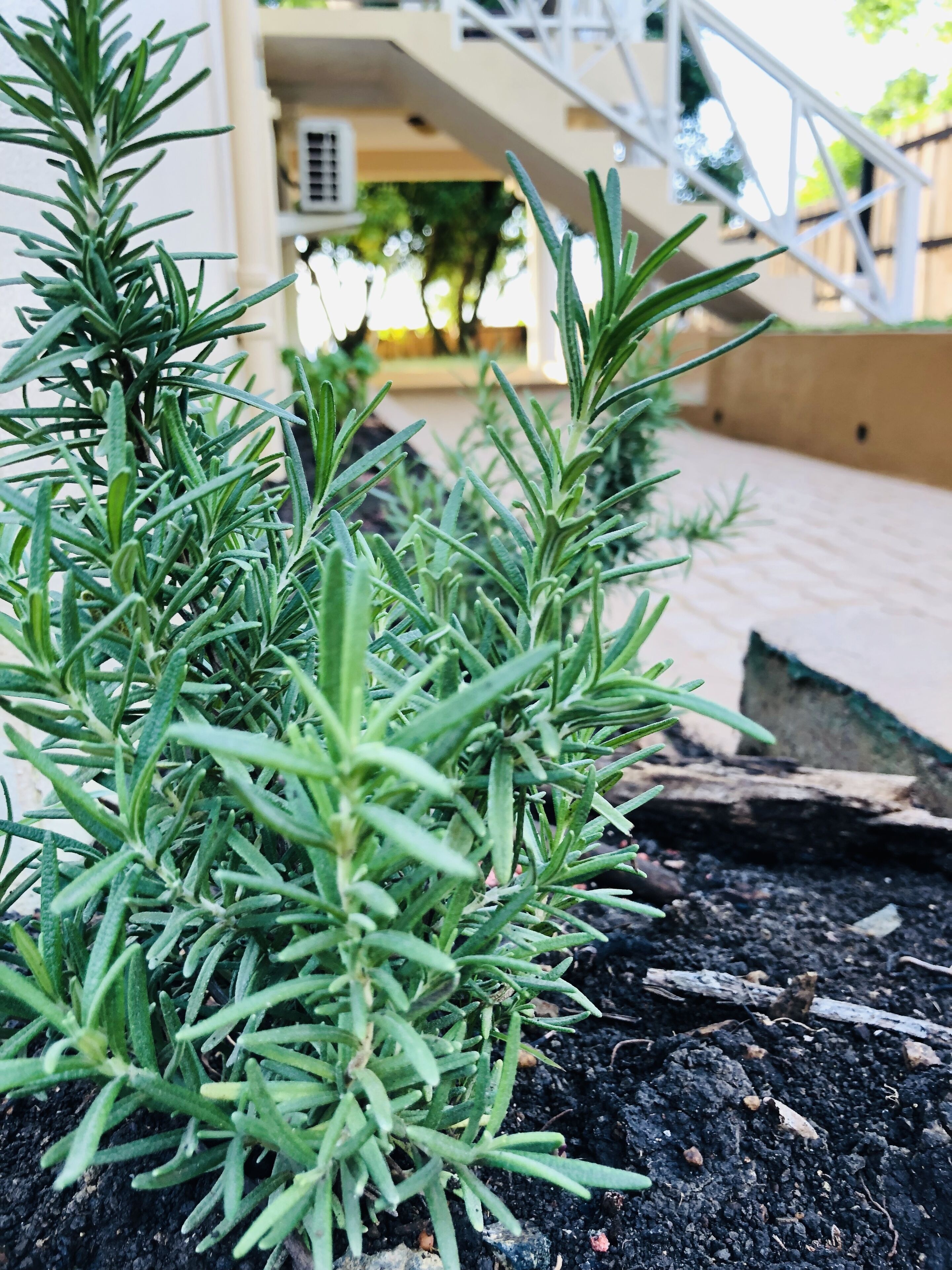 A close-up of green plants, possibly rosemary, in a garden area with a building and stairs in the background.