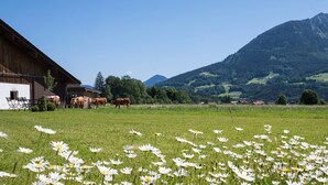 Ländliche Landschaft mit Scheune, Kühen und einem Acker voller Gänseblümchen.