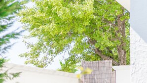 Un arbre aux feuilles vertes et touffues, se dressant devant un mur blanc.