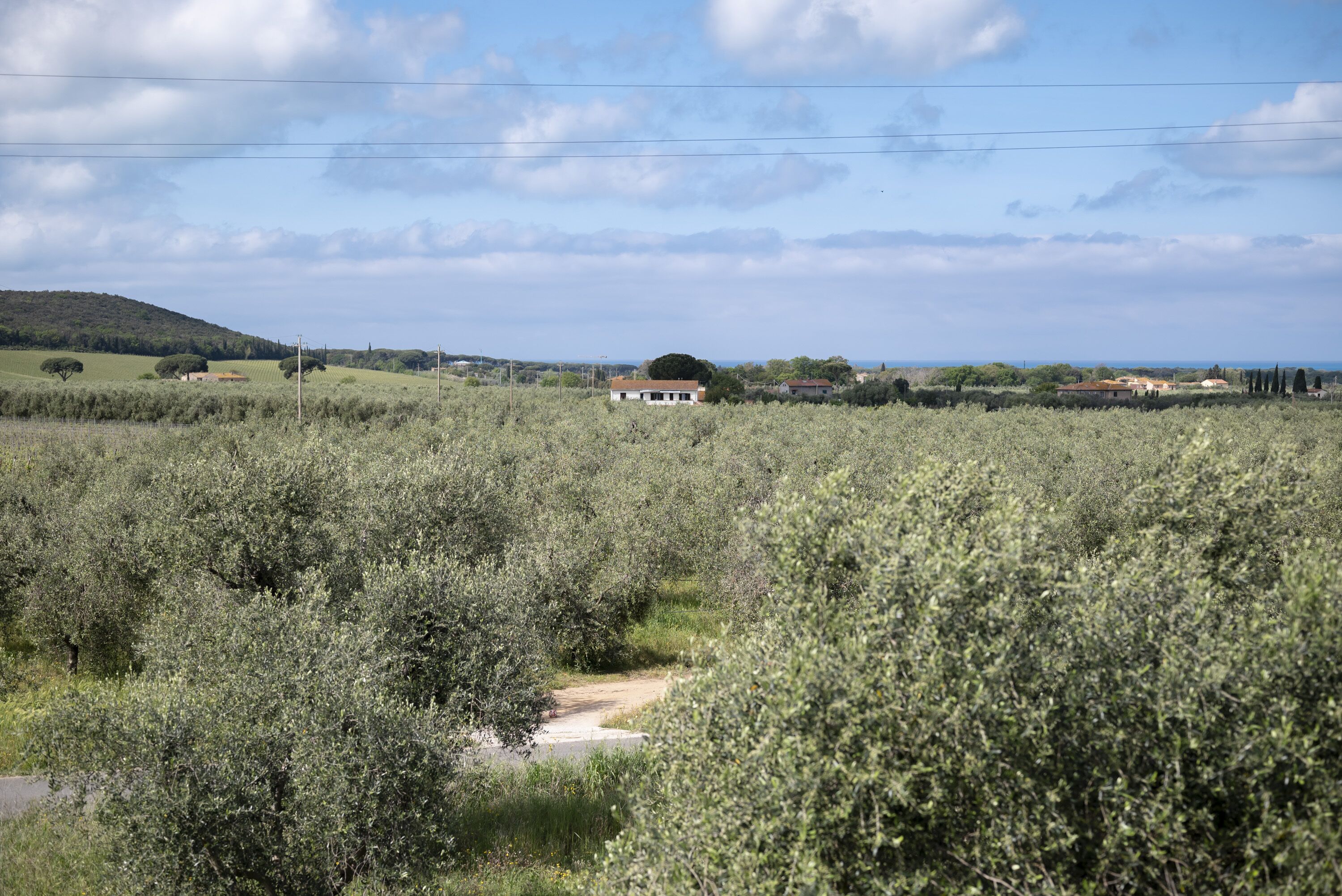 A rural landscape with a white building surrounded by dense vegetation and a clear sky.