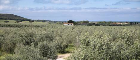 A rural landscape with a white building surrounded by dense vegetation and a clear sky.
