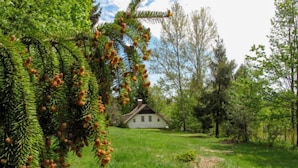 Ein Haus, umgeben von üppigem Grün und Bäumen.