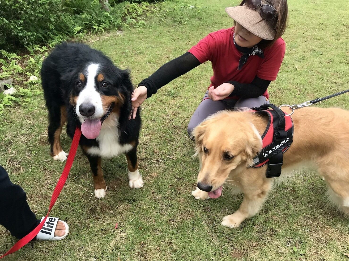 A person petting two dogs on a grassy area.