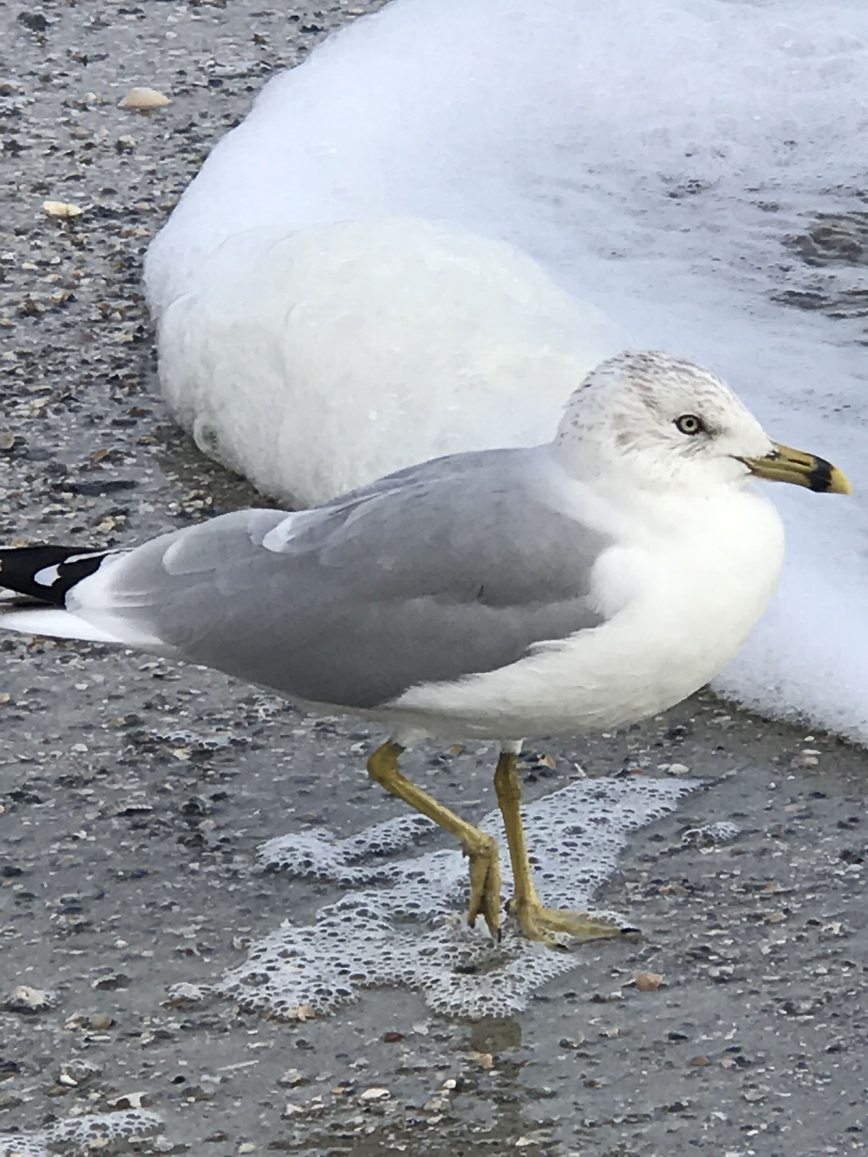 Un goéland se tient sur une surface rocheuse, avec un grand oiseau blanc en arrière-plan.