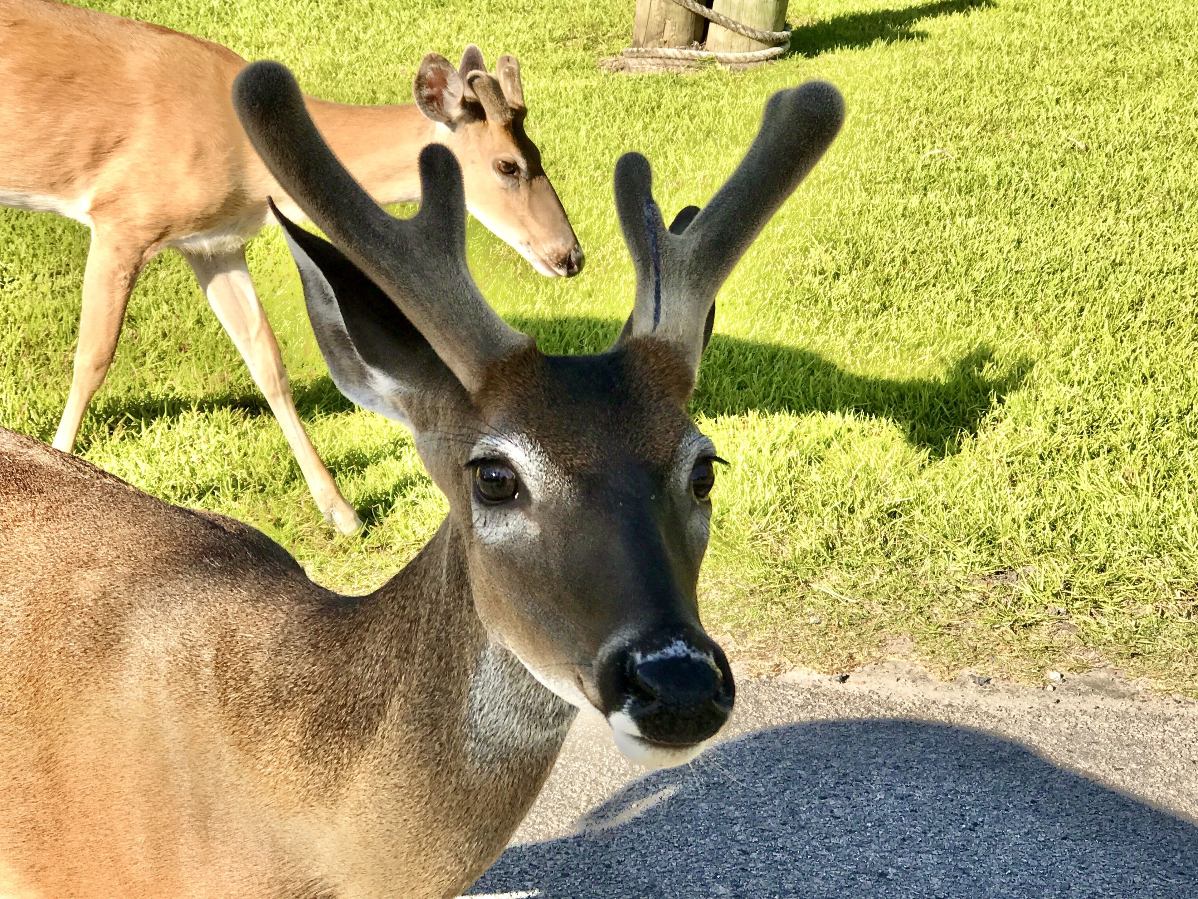 A deer standing on grass with a concrete path in the foreground.