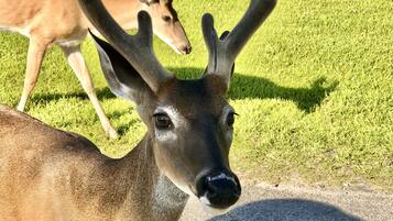 A deer standing on grass with a concrete path in the foreground.