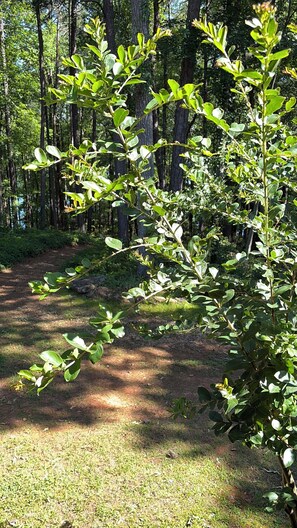 A forested area with a dirt path and green foliage.