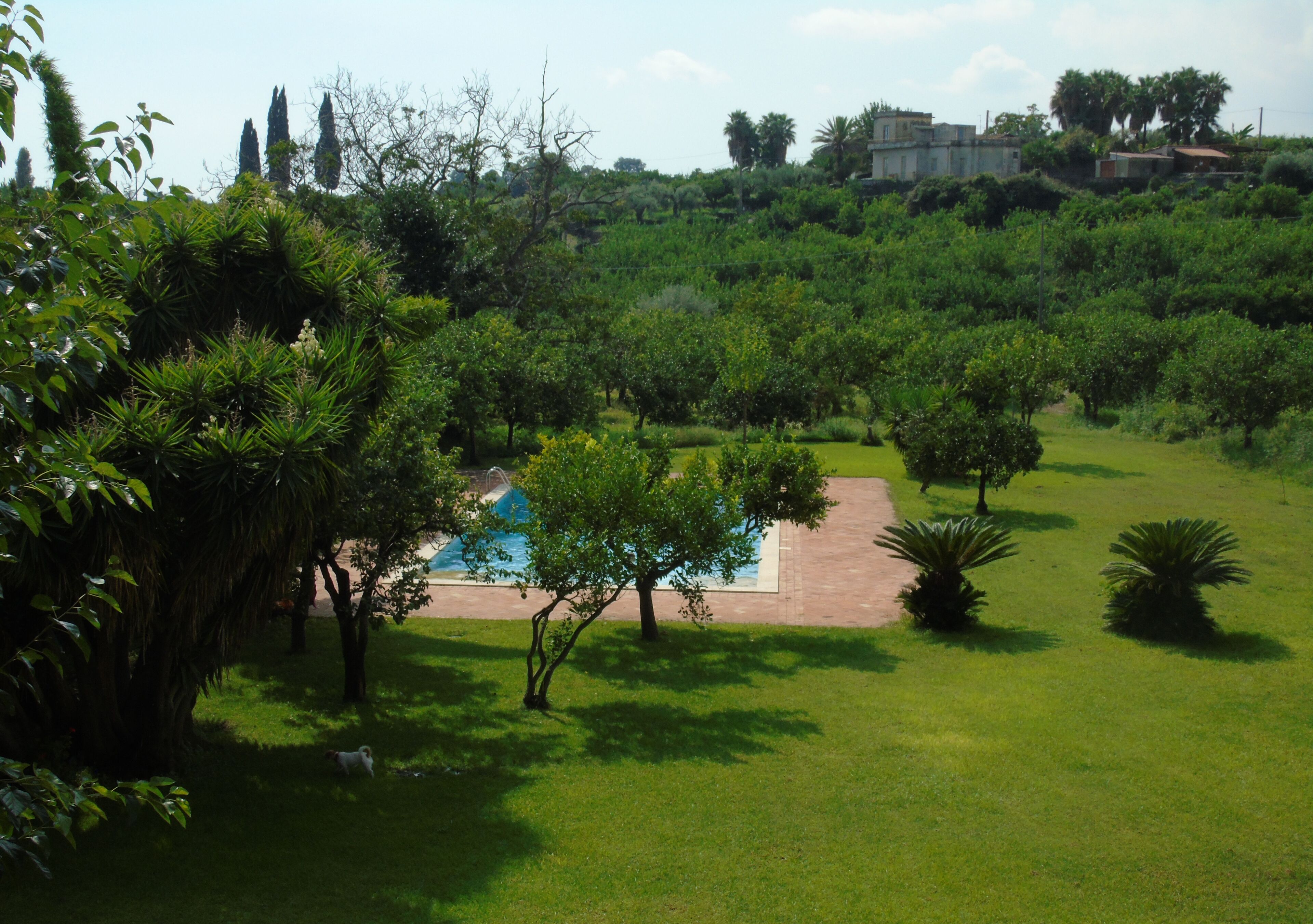 A lush garden with a swimming pool, surrounded by various trees and shrubs.