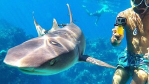 A diver with a camera, swimming near a shark in clear blue water.