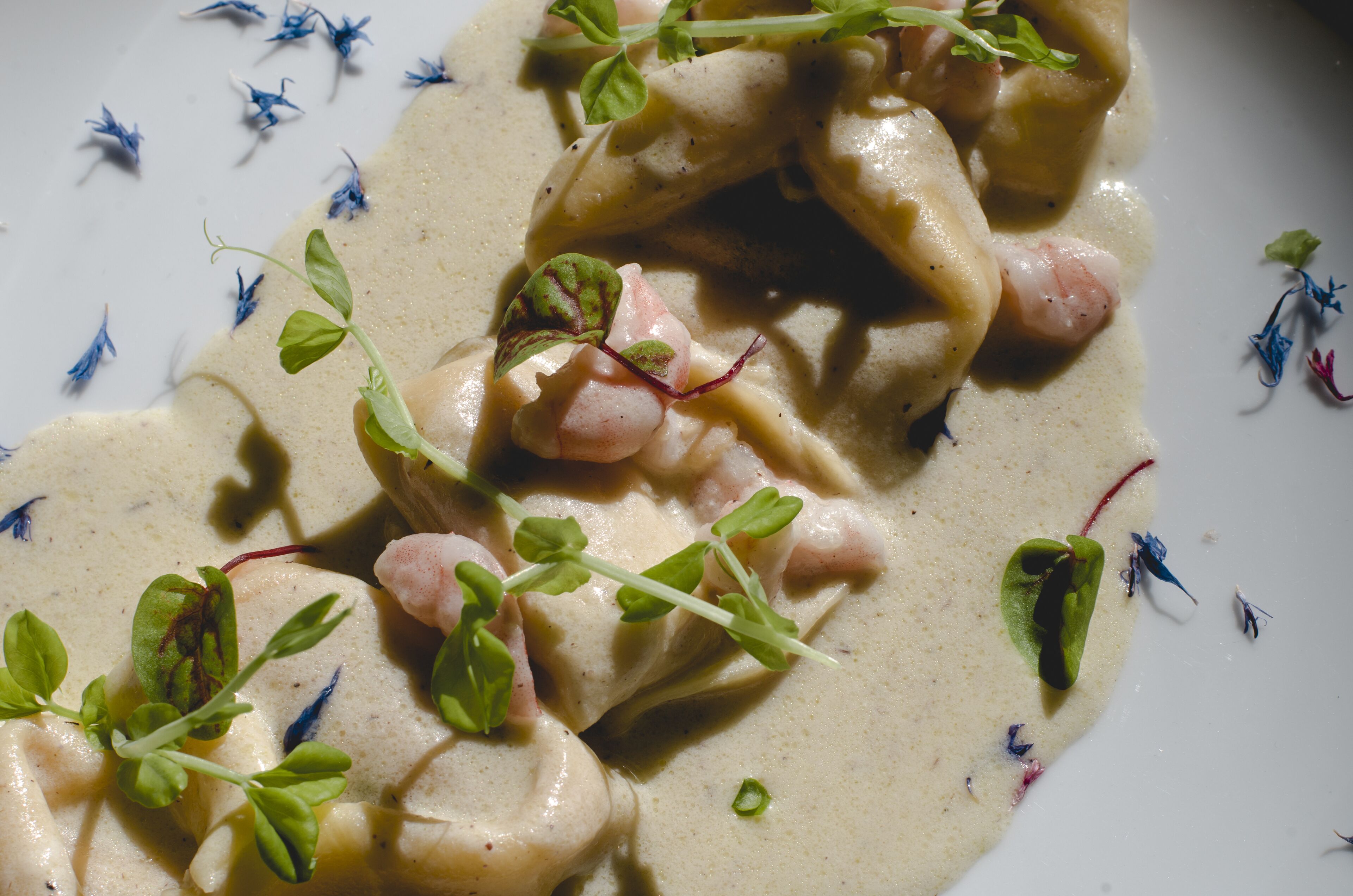 En tallrik med ravioli i en krämig sås, garnerad med små groddar.