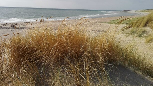En strand med tørt græs i forgrunden og krystalklart hav.
