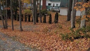 Un chemin bordé d’arbres et une maison avec un toit végétalisé et des murs blancs.
