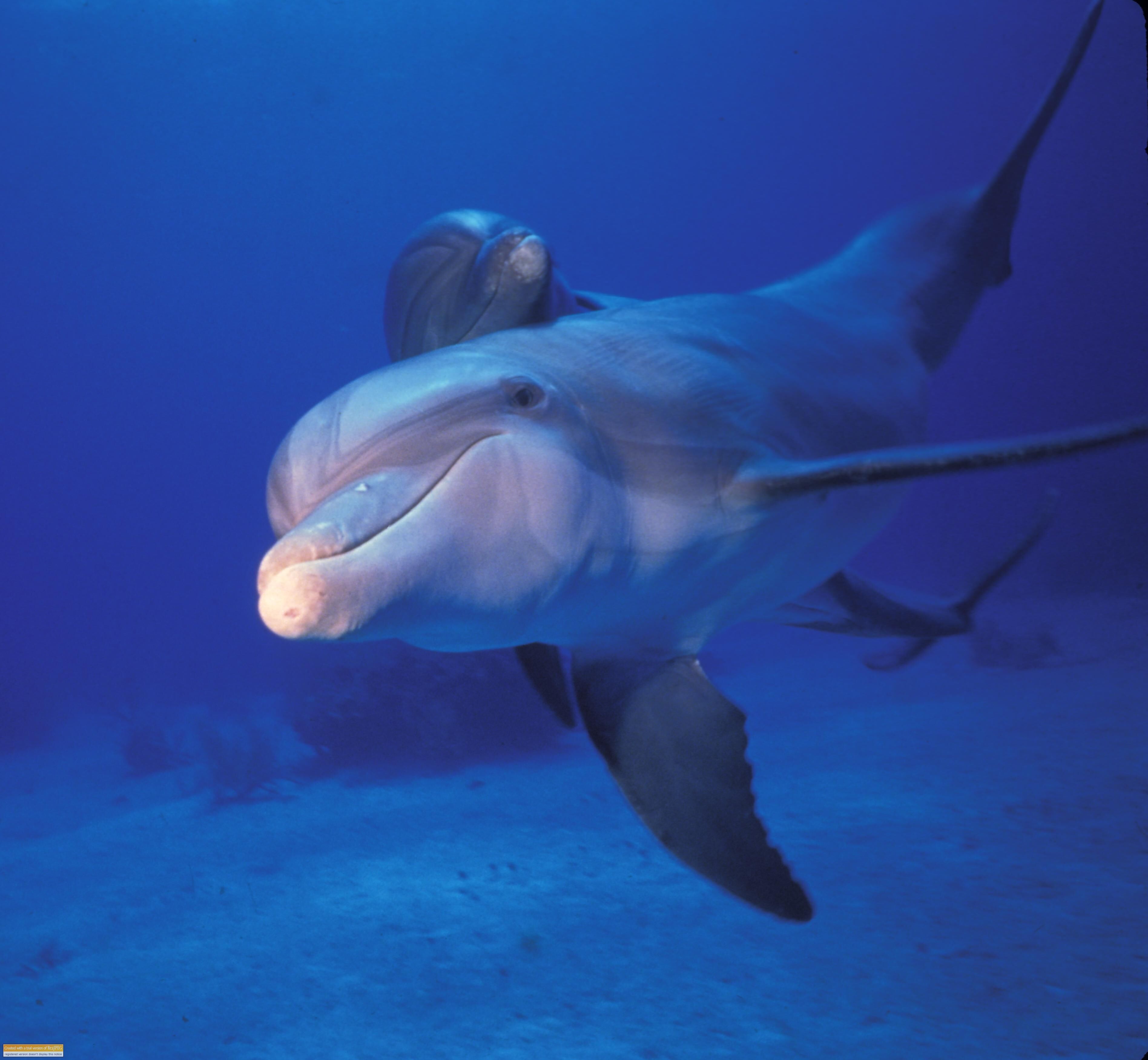 A dolphin swimming underwater.