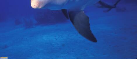 A dolphin swimming underwater.