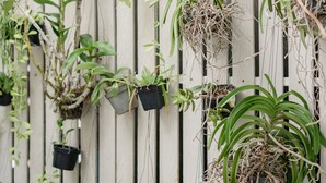 A wooden wall with various potted plants hanging at different heights.