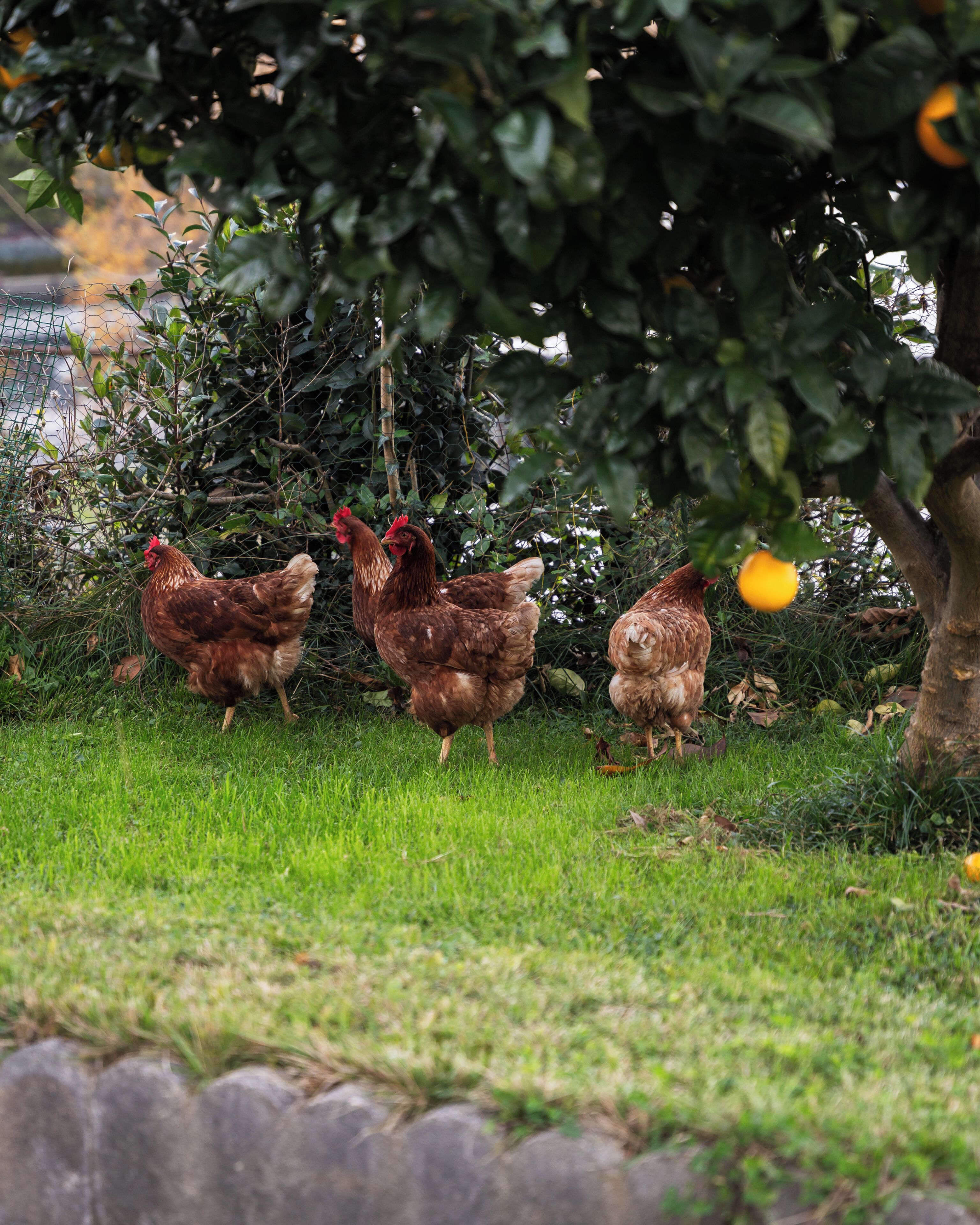 Tres gallinas en un área con césped, un árbol y una cerca de alambre.