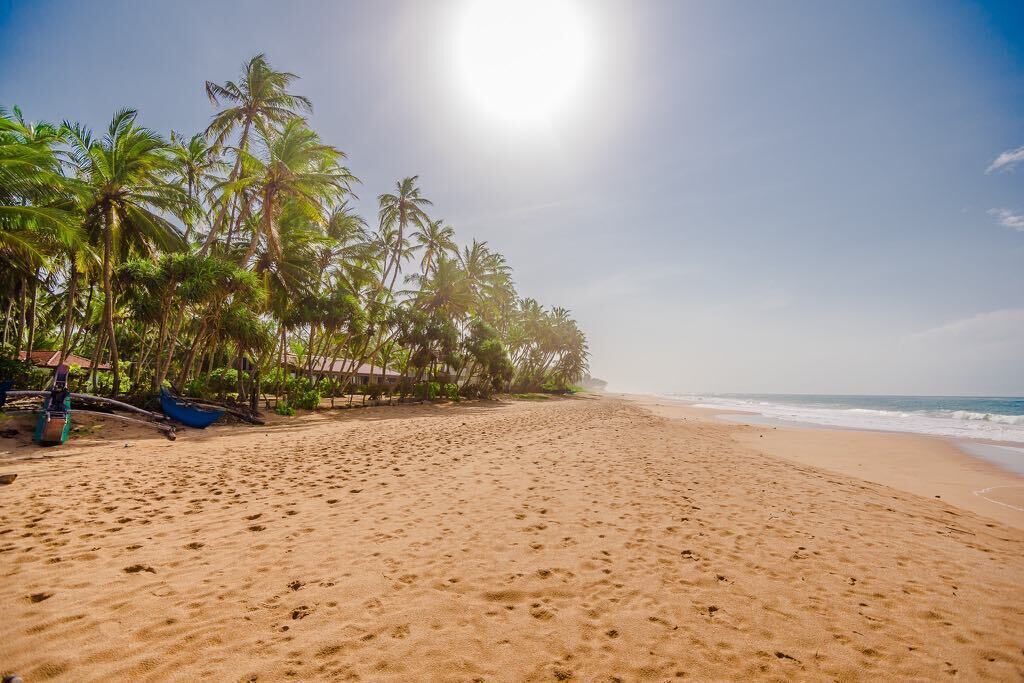 Una playa con palmeras y cielo despejado.