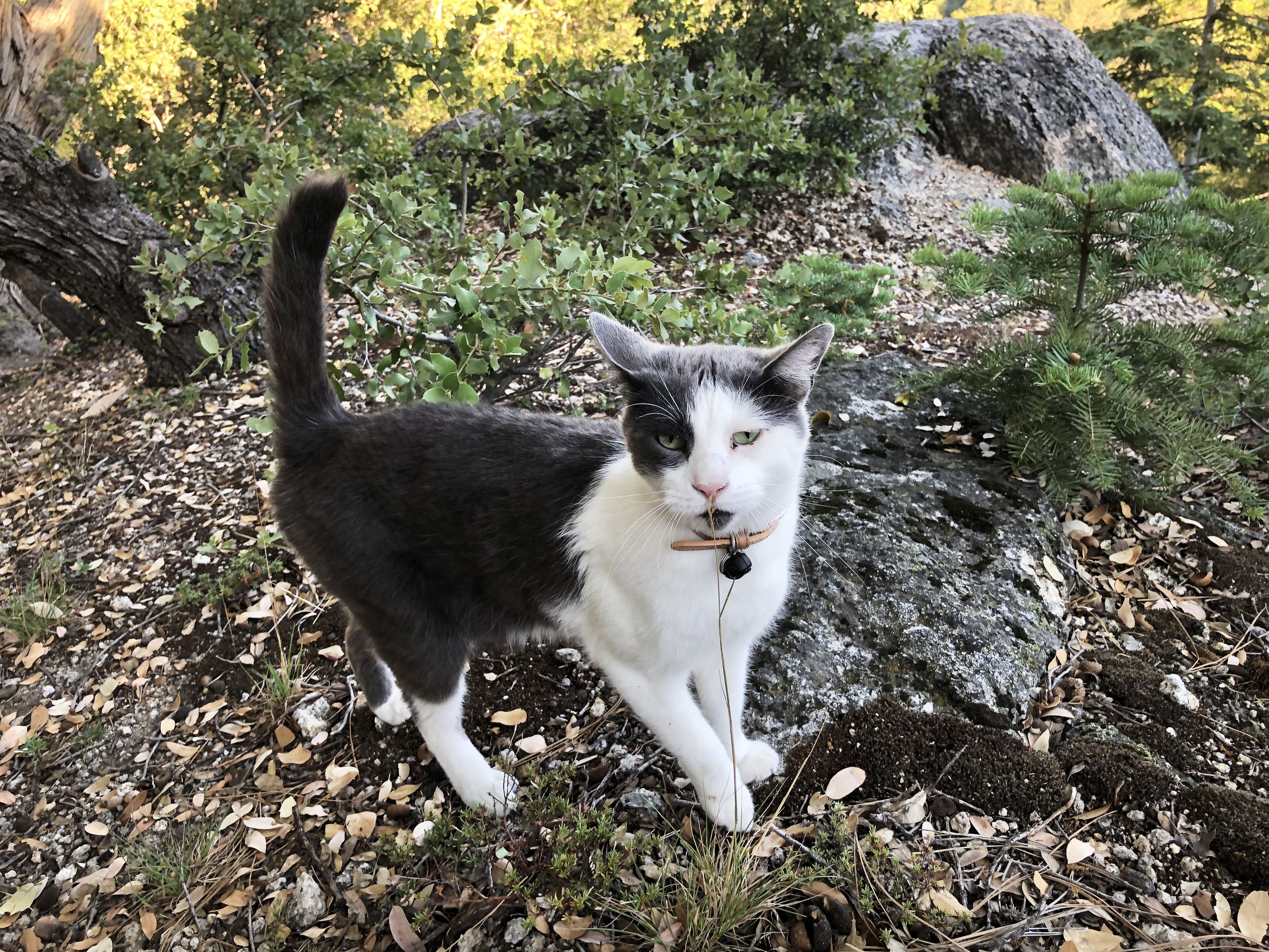 A cat with a collar standing on a leaf-covered ground with rocks and sparse vegetation.