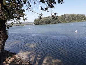 A calm lake with a swan, surrounded by trees and a distant forest. - Apartment near Lyon, Eurexpo and Groupama Stadium  (Vaulx-en-Velin)