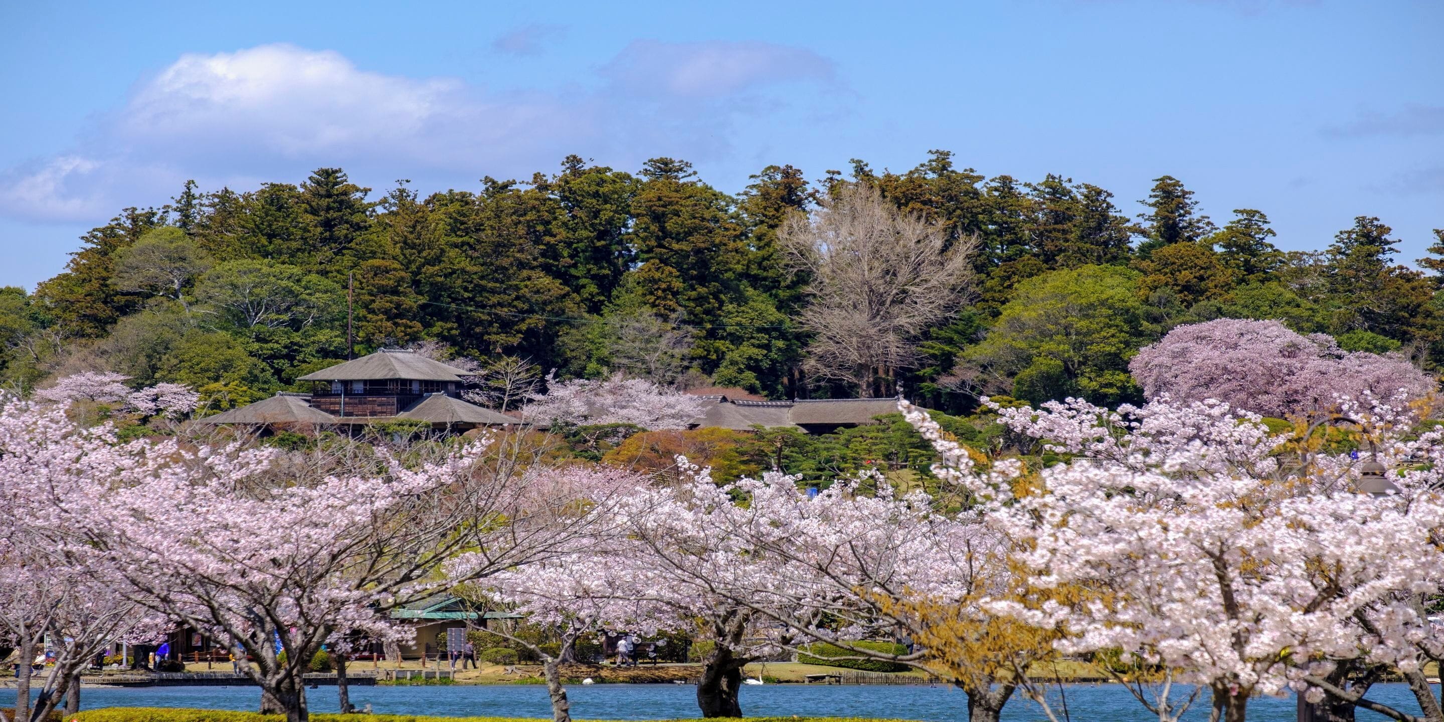 A serene park with cherry blossoms, a pond, and traditional buildings in the background.
