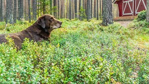 Koira makaa ruohikkoisella niityllä, taustalla on metsä ja näkyvissä punainen mökki.