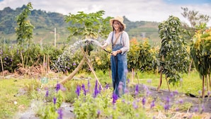 A person in a garden, holding a watering can, surrounded by various plants and flowers. - Dream Valley (Beinan)