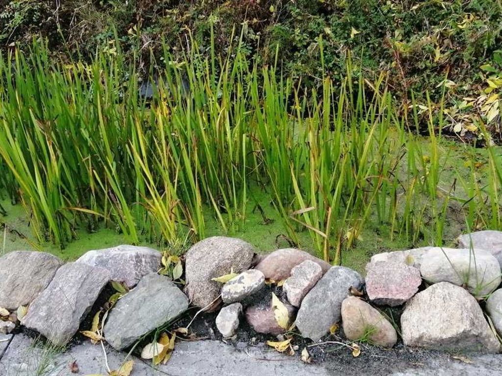 Ett naturligt landskap med en stenmur och högt, grönt gräs.