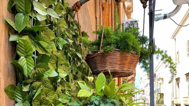 Un jardín vertical con diversas plantas y una cesta decorativa.