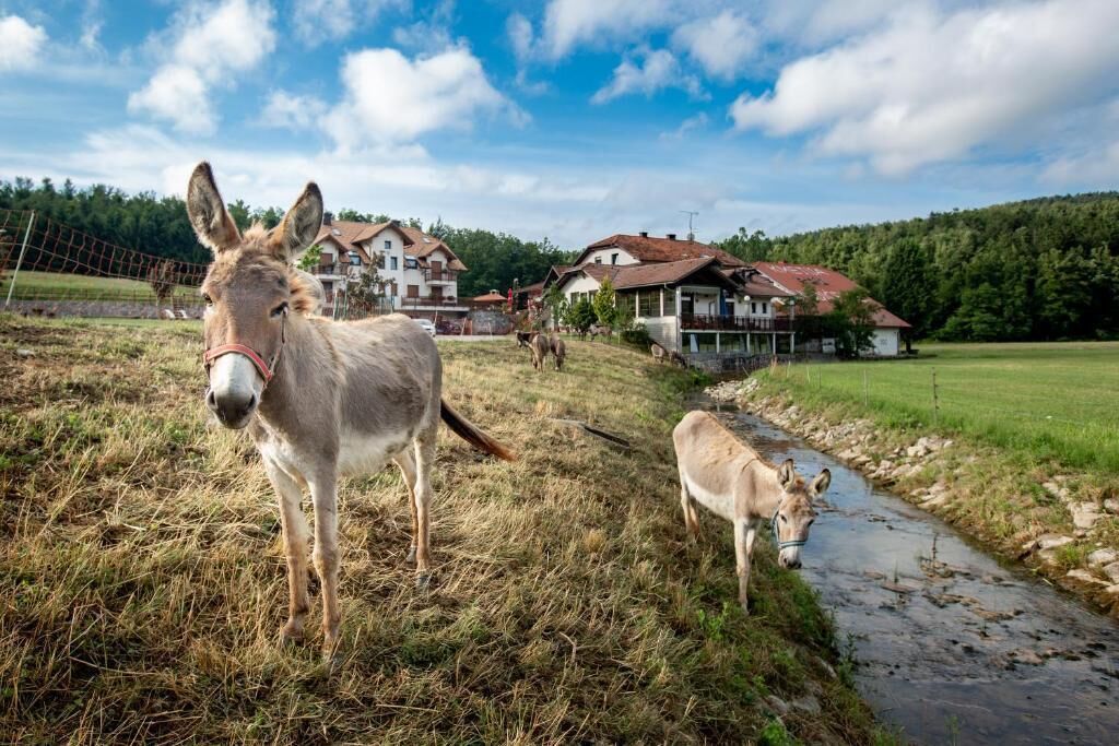Entorno rural con un burro y un potrillo cerca de un arroyo, rodeado de casas y vegetación.