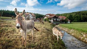 A rural setting with a donkey and a foal near a stream, surrounded by houses and greenery.