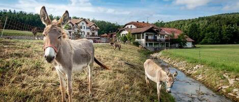 Entorno rural con un burro y un potrillo cerca de un arroyo, rodeado de casas y vegetación.