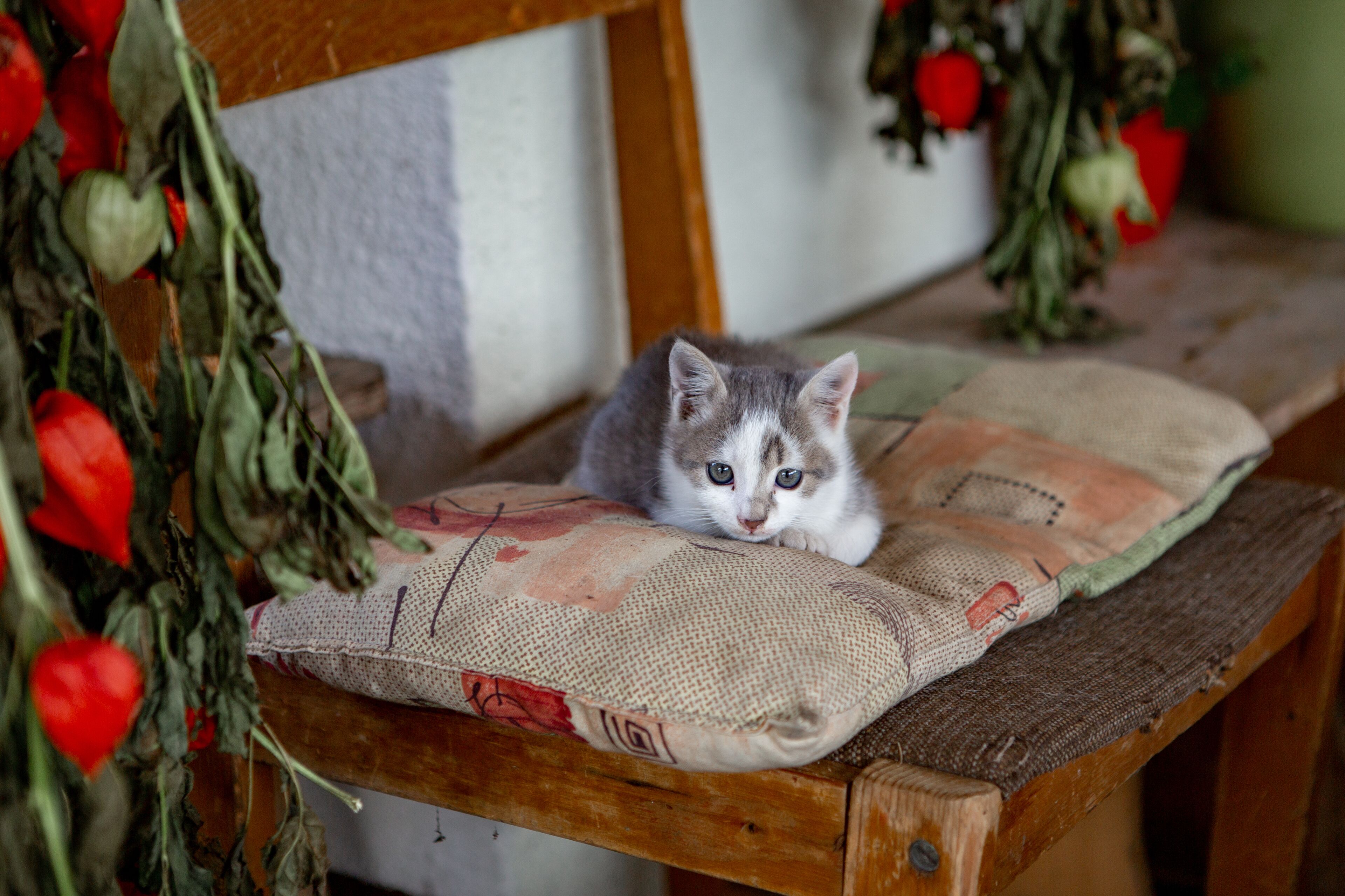 Una silla de madera con un cojín y un gatito descansando sobre ella.