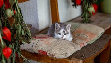 Una silla de madera con un cojín y un gatito descansando sobre ella.
