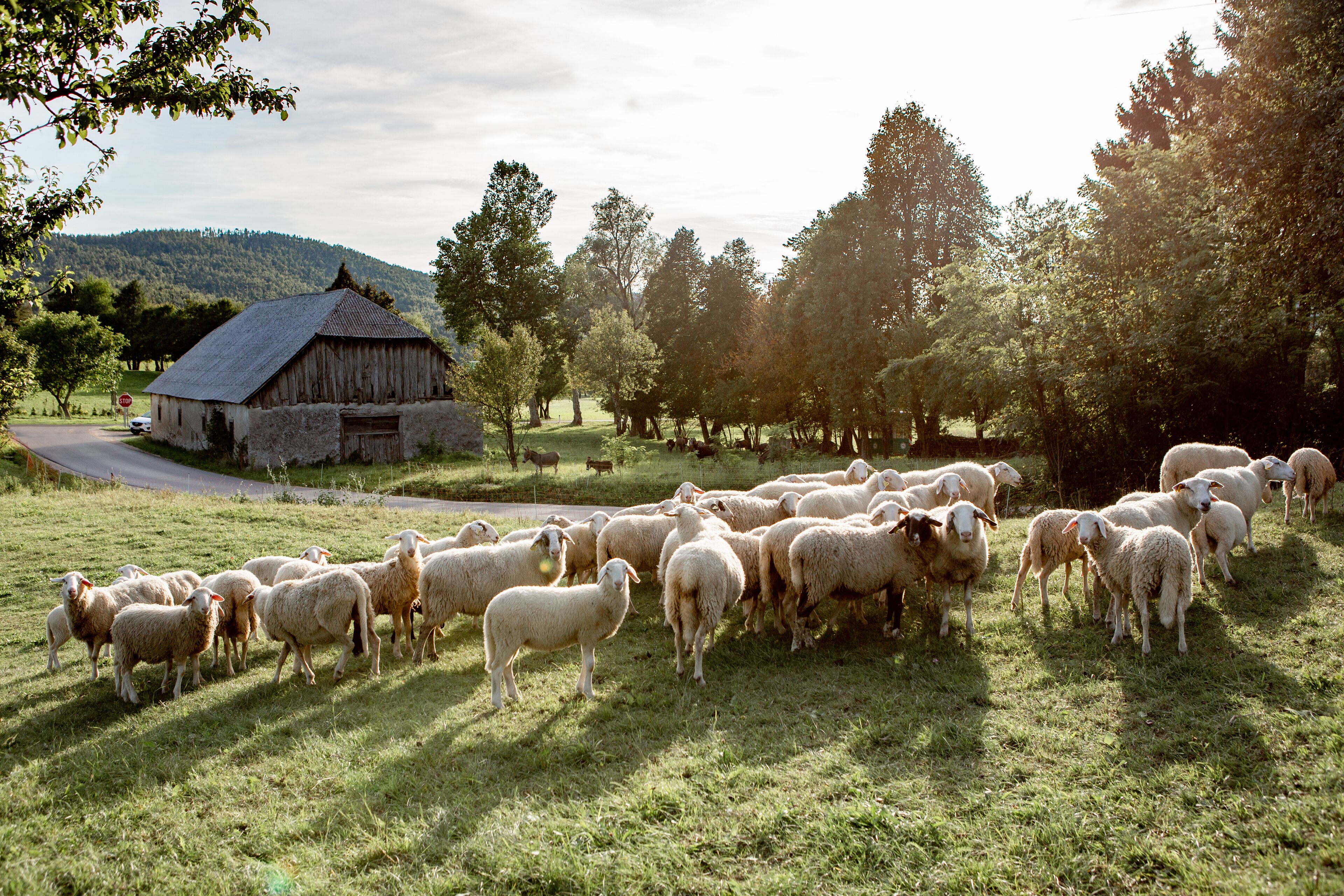 A rural landscape with a herd of sheep grazing in a field, a stone barn, and a road in the background.