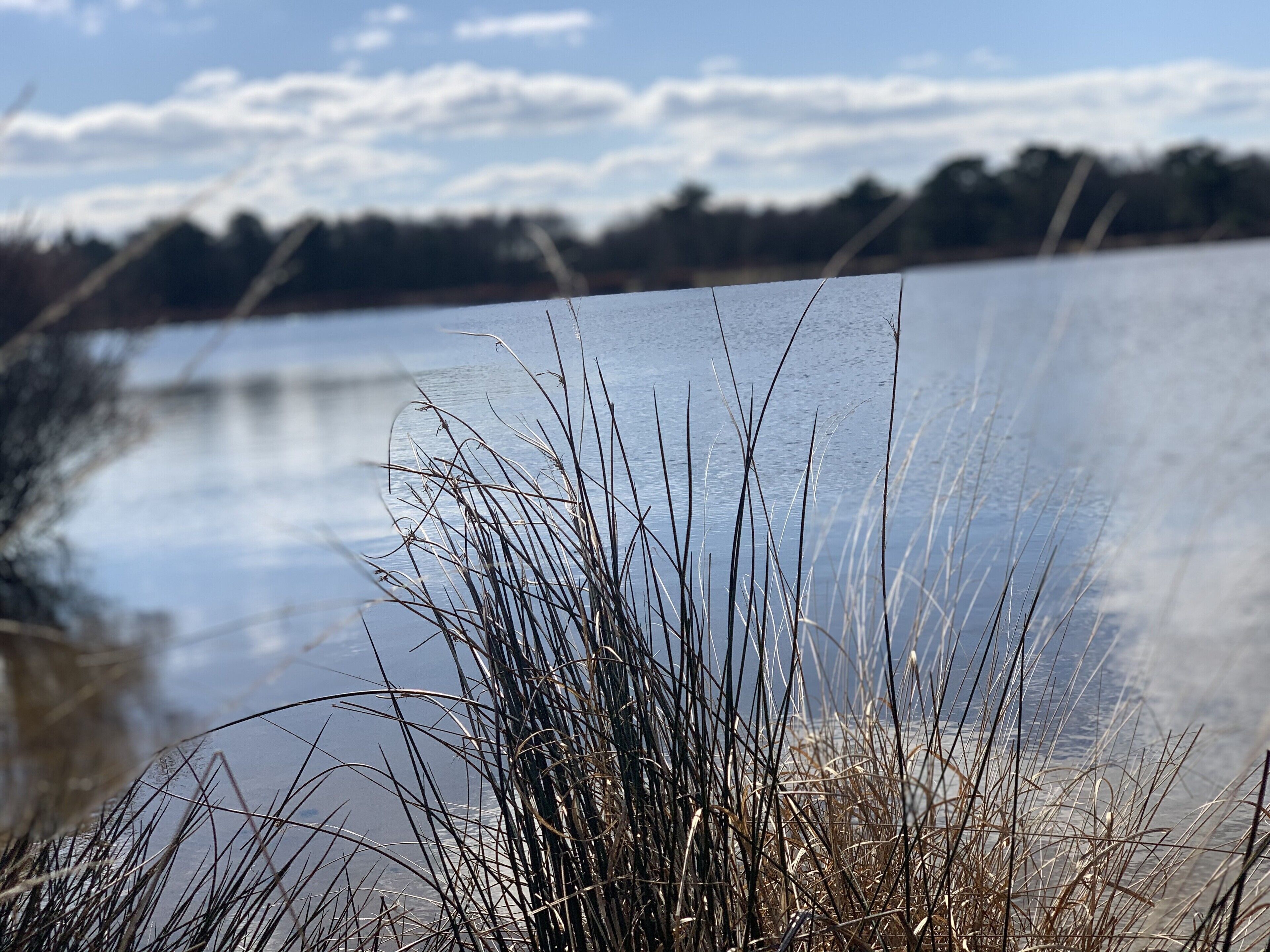 Vista di un lago, con erba alta in primo piano e cielo sereno sullo sfondo.