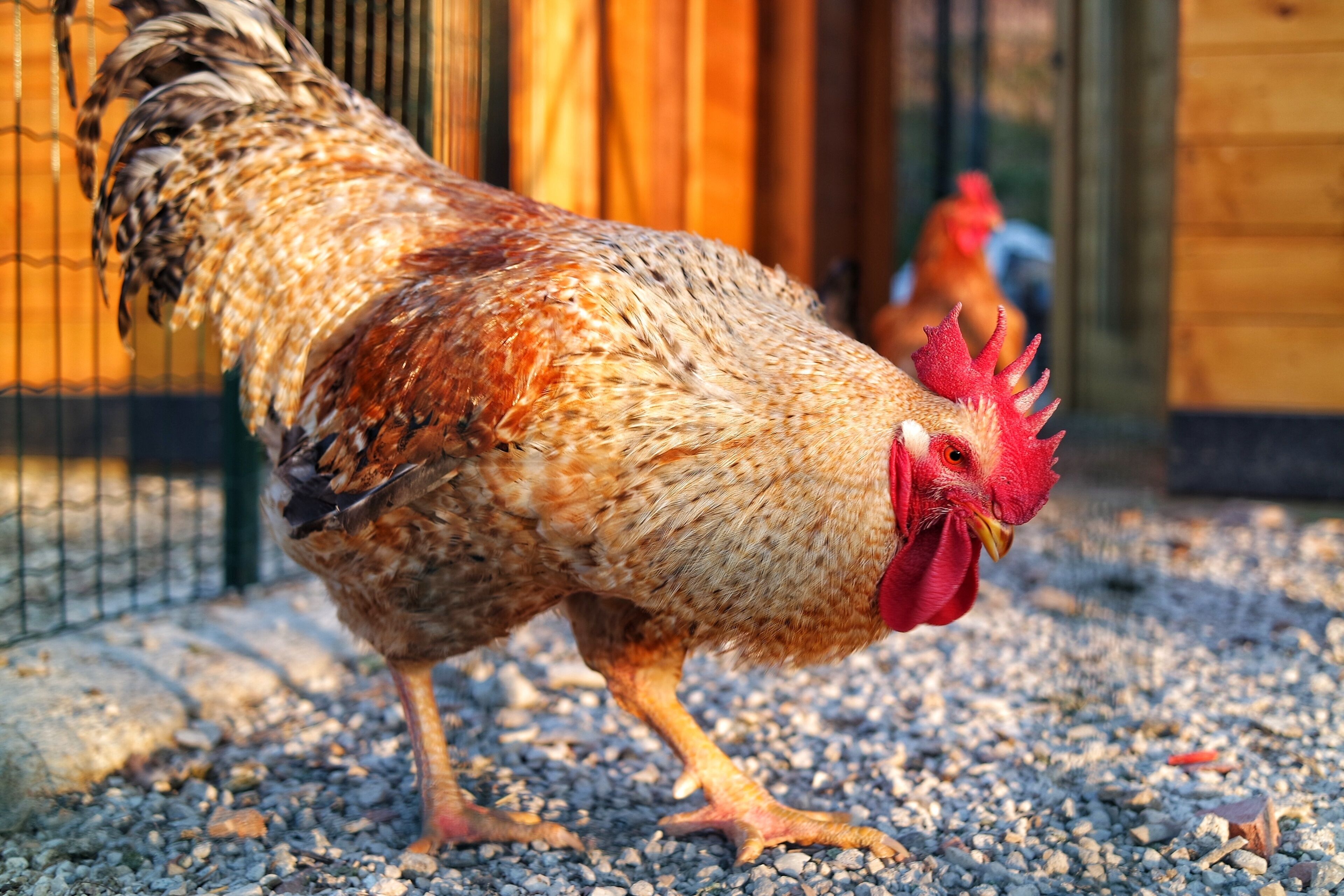Un coq dans un poulailler, avec un décor en bois et un sol en gravier.