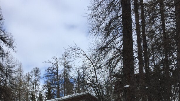 A wooden cabin with a sloped roof, surrounded by snow-covered ground and trees.