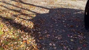 A gravel driveway leading to a wooden building with a dock extending into a lake. - LAKEFRONT,Swim,enjoy&relax,7kayaks,SUP,paddlboat,firepit,PA,cabin,Fun,  (Tobyhanna)