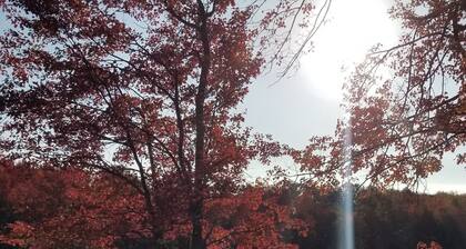 cabin,LAKEFRONT,Swim,enjoy&relax,7kayaks,SUP,paddlboat,firepit,PA