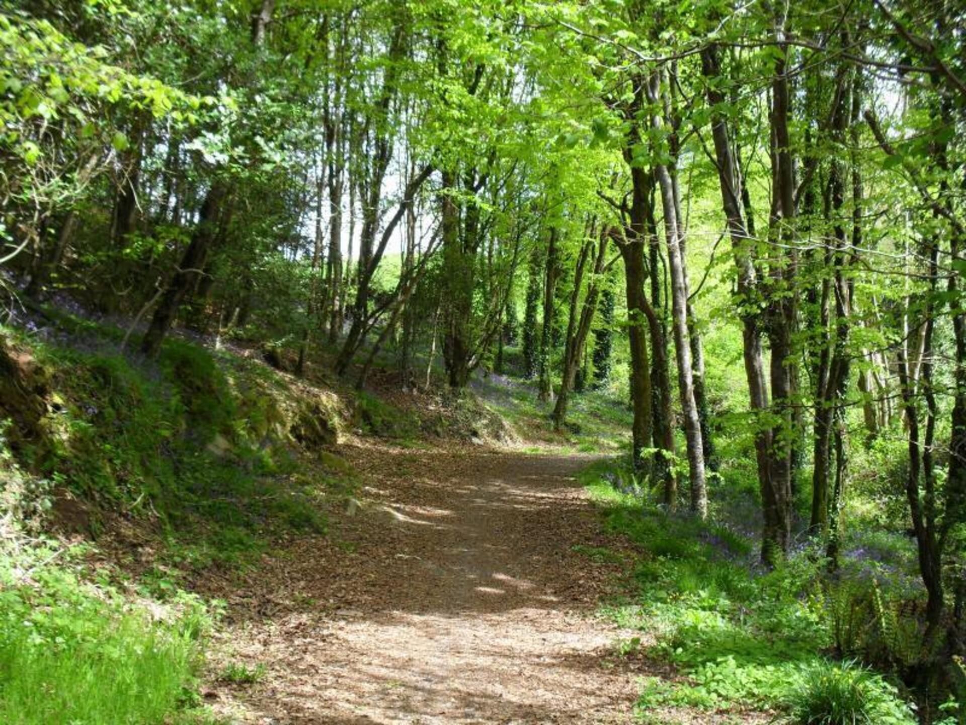 A forest path surrounded by dense greenery and trees.
