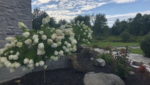 Un jardí amb arbustos de hortènsia blanca, una paret de pedra i una zona verda amb roques.