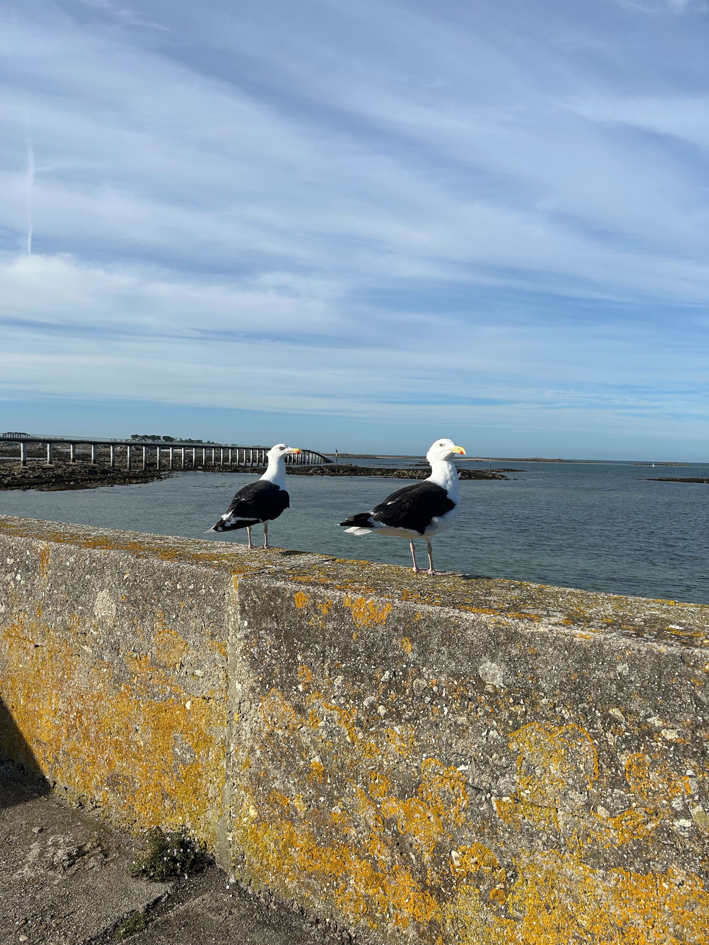 Two seagulls on a concrete ledge by a body of water with a pier in the background.